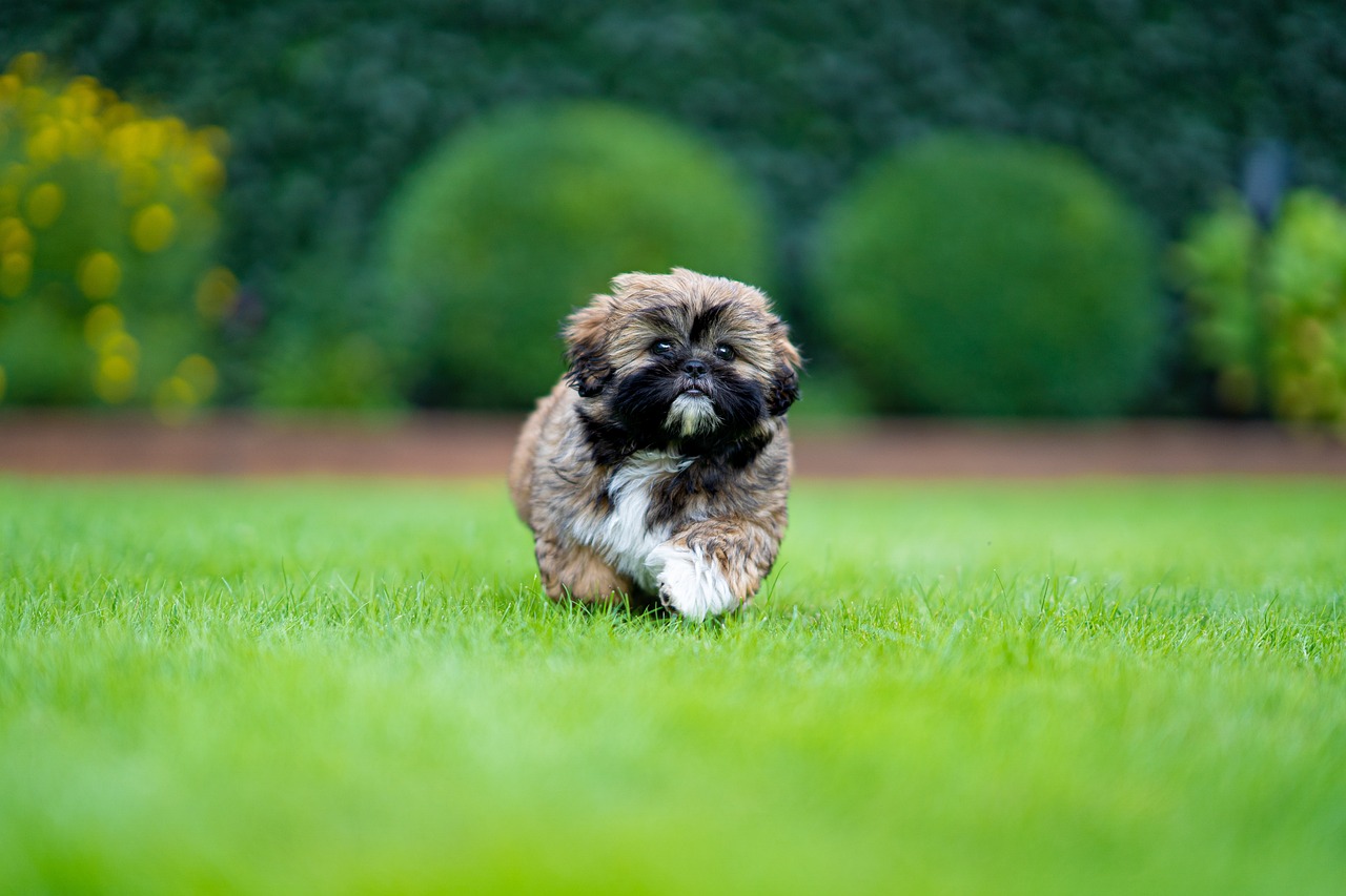 A Guide to Understanding the Shih Tzu